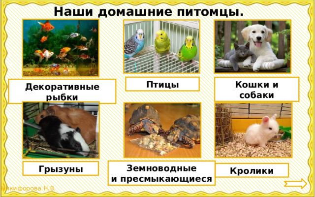 Наши домашние питомцы. Птицы Кошки и собаки Декоративные рыбки Земноводные и пресмыкающиеся Грызуны Кролики 