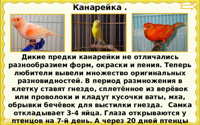 Канарейка . Дикие предки канарейки не отличались разнообразием форм, окраски и пения. Теперь любители вывели множество оригинальных разновидностей. В период размножения в клетку ставят гнездо, сплетённое из верёвок или проволоки и кладут кусочки ваты, мха, обрывки бечёвок для выстилки гнезда.  Самка откладывает 3-4 яйца. Глаза открываются у птенцов на 7-й день. А через 20 дней птенцы уже пробуют летать. 