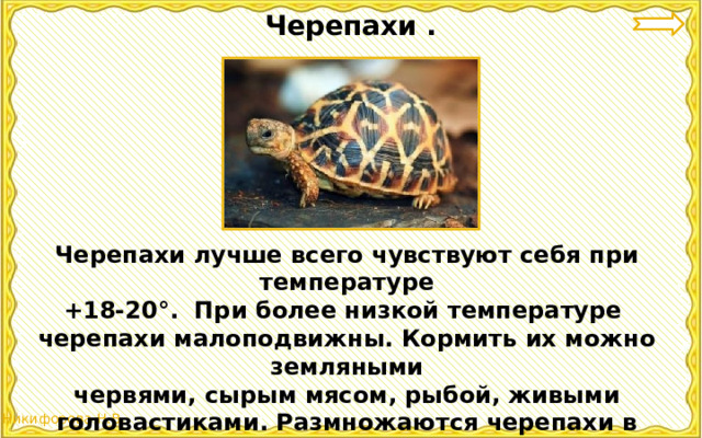 Черепахи . Черепахи лучше всего чувствуют себя при температуре +18-20°. При более низкой температуре черепахи малоподвижны. Кормить их можно земляными червями, сырым мясом, рыбой, живыми головастиками. Размножаются черепахи в неволе редко. 