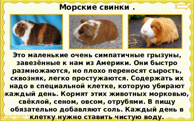 Морские свинки . Это маленькие очень симпатичные грызуны, завезённые к нам из Америки. Они быстро размножаются, но плохо переносят сырость, сквозняк, легко простужаются. Содержать их надо в специальной клетке, которую убирают каждый день. Кормят этих животных морковью, свёклой, сеном, овсом, отрубями. В пищу обязательно добавляют соль. Каждый день в клетку нужно ставить чистую воду. 