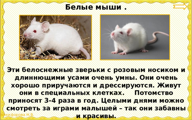 Белые мыши . Эти белоснежные зверьки с розовым носиком и длиннющими усами очень умны. Они очень хорошо приручаются и дрессируются. Живут они в специальных клетках.  Потомство приносят 3-4 раза в год. Целыми днями можно смотреть за играми малышей – так они забавны и красивы. 