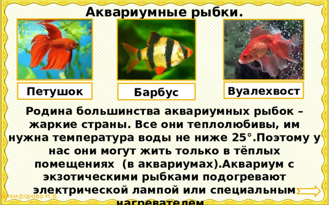 Аквариумные рыбки. Вуалехвост Петушок Барбус Родина большинства аквариумных рыбок –жаркие страны. Все они теплолюбивы, им нужна температура воды не ниже 25°.Поэтому у нас они могут жить только в тёплых помещениях (в аквариумах).Аквариум с экзотическими рыбками подогревают электрической лампой или специальным нагревателем. 