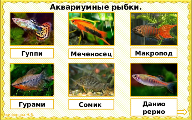 Аквариумные рыбки. Макропод Гуппи Меченосец Данио рерио Гурами Сомик 
