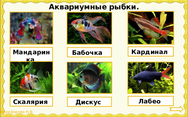 Аквариумные рыбки. Кардинал Мандаринка Бабочка Лабео Скалярия Дискус 