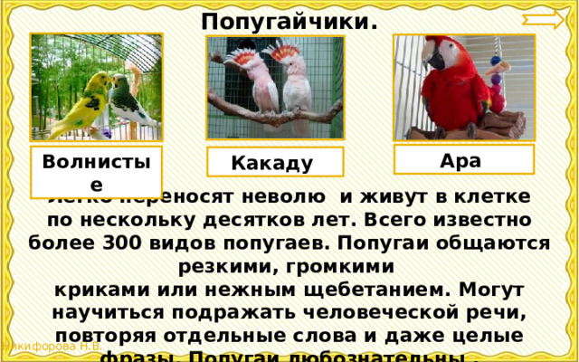 Попугайчики. Ара Волнистые Какаду Легко переносят неволю и живут в клетке по нескольку десятков лет. Всего известно более 300 видов попугаев. Попугаи общаются резкими, громкими криками или нежным щебетанием. Могут научиться подражать человеческой речи, повторяя отдельные слова и даже целые фразы. Попугаи любознательны , сообразительны хорошо приручаются. 