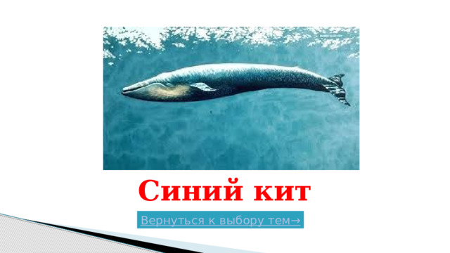 Синий кит Вернуться к выбору тем→  