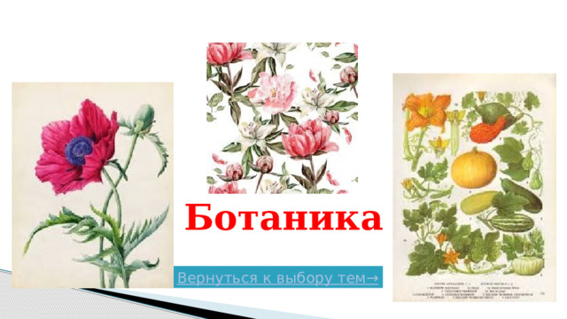 Ботаника Вернуться к выбору тем→  