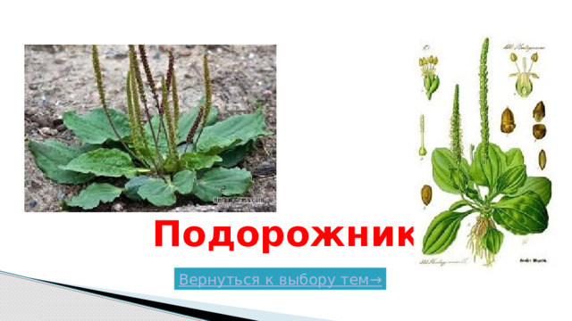 Подорожник Вернуться к выбору тем→  