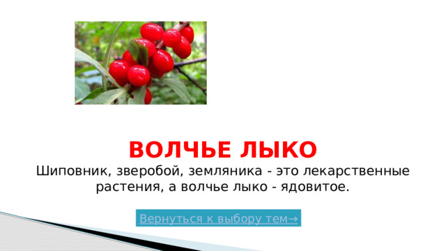 Волчье лыко  Шиповник, зверобой, земляника - это лекарственные растения, а волчье лыко - ядовитое. Вернуться к выбору тем→  