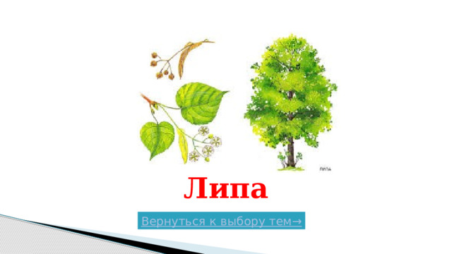 Липа Вернуться к выбору тем→  