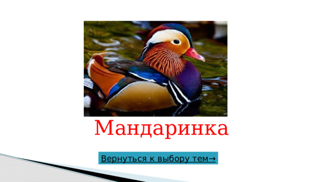 Мандаринка Вернуться к выбору тем→  