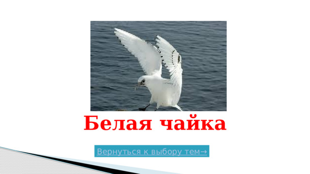 Белая чайка Вернуться к выбору тем→  
