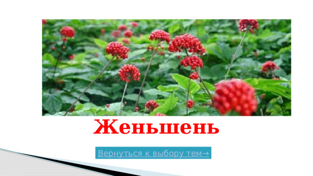 Женьшень Вернуться к выбору тем→  