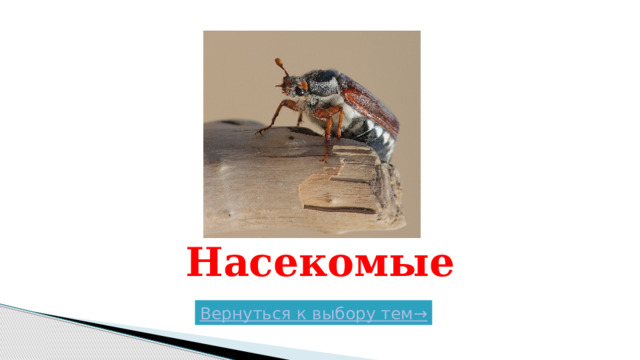 Насекомые Вернуться к выбору тем→  