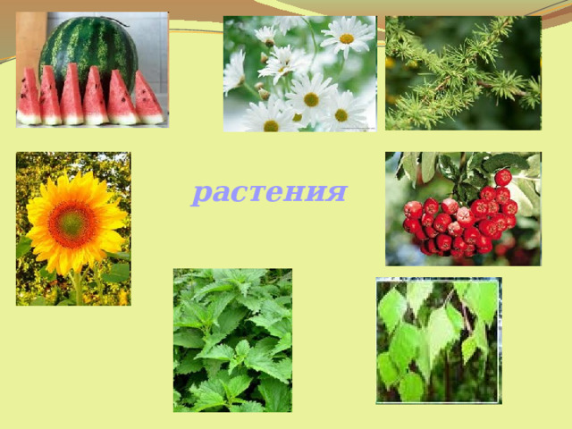 растения 