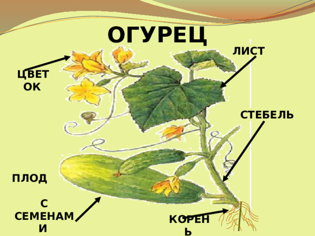 ОГУРЕЦ ЛИСТ  ЦВЕТОК  СТЕБЕЛЬ  ПЛОД С СЕМЕНАМИ  КОРЕНЬ  