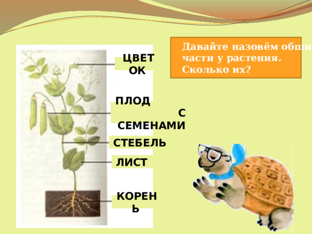 Давайте назовём общие части у растения. Сколько их? ЦВЕТОК  ПЛОД С СЕМЕНАМИ  СТЕБЕЛЬ  ЛИСТ  КОРЕНЬ  