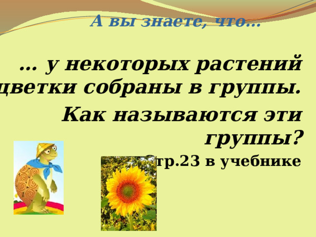 А вы знаете, что... … у некоторых растений цветки собраны в группы. Как называются эти группы? Стр.23 в учебнике 
