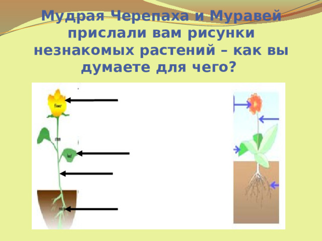 Мудрая Черепаха и Муравей прислали вам рисунки незнакомых растений – как вы думаете для чего? 