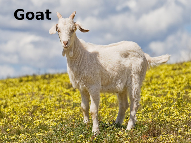 Goat 