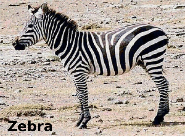 Zebra 