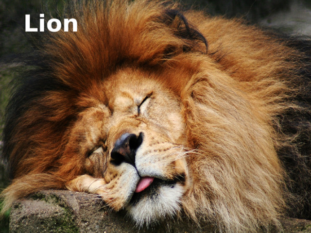Lion 