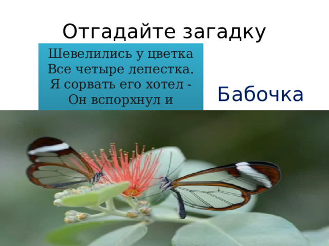 Отгадайте загадку Шевелились у цветка  Все четыре лепестка.  Я сорвать его хотел -  Он вспорхнул и улетел. Бабочка 