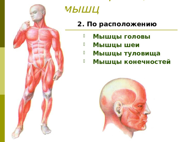 Классификация мышц 2. По расположению  Мышцы головы  Мышцы шеи  Мышцы туловища  Мышцы конечностей 