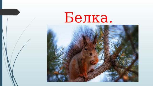Белка. 