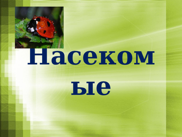Насекомые   