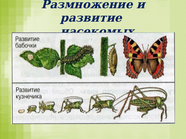 Размножение и развитие  насекомых 