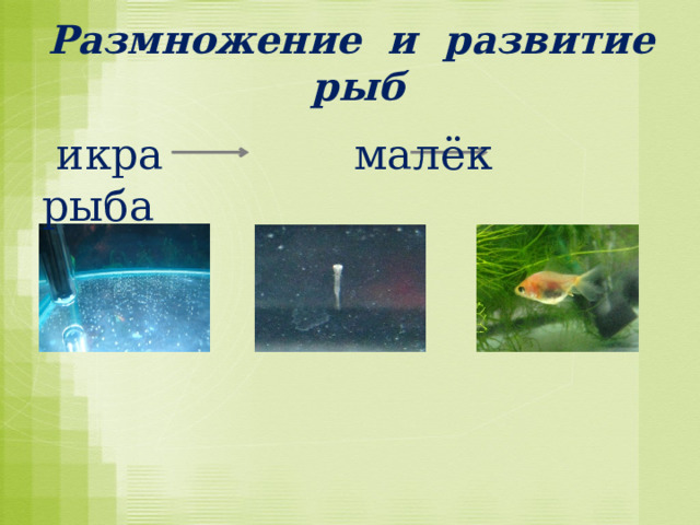  Размножение и развитие рыб    икра малёк рыба   