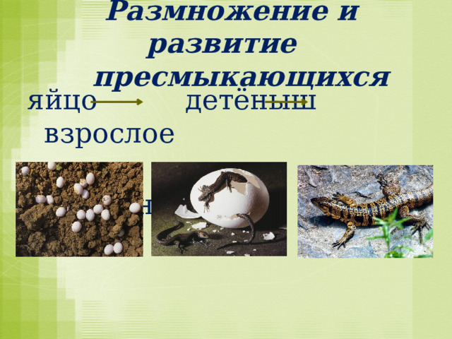  Размножение и развитие  пресмыкающихся яйцо детёныш взрослое  животное 