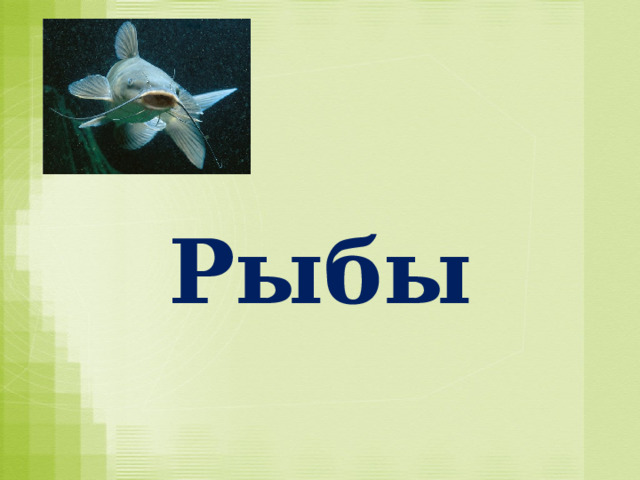 Рыбы 