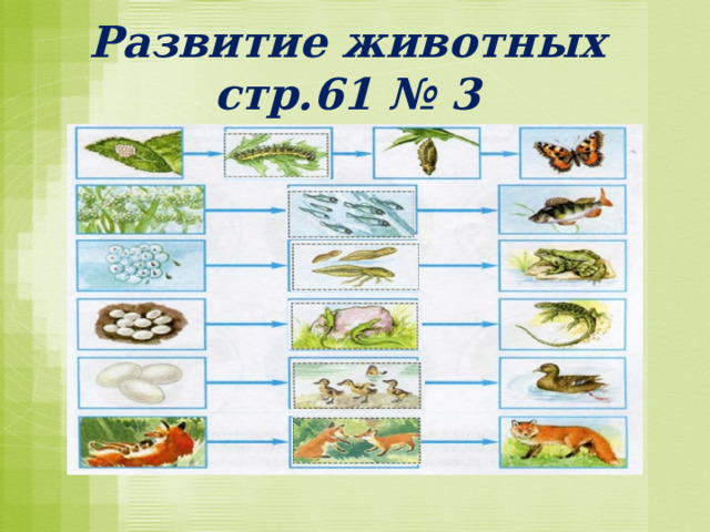 Развитие животных стр.61 № 3 