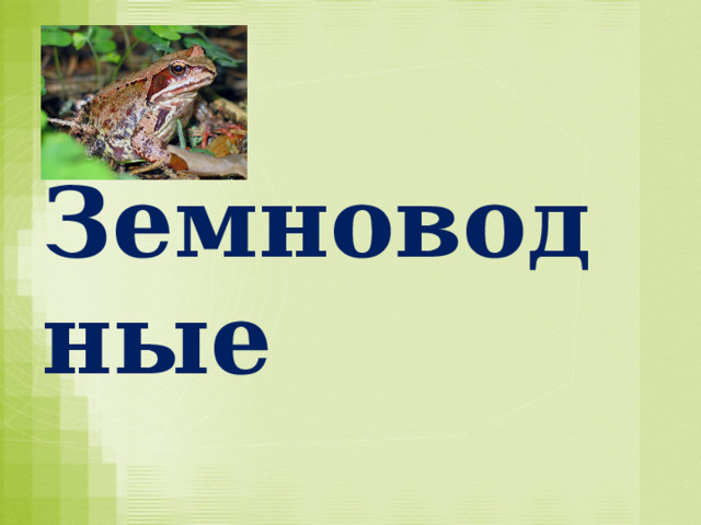 Земноводные 