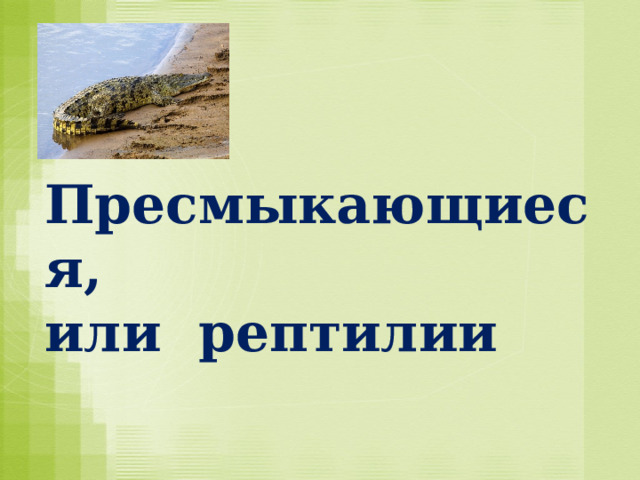 Пресмыкающиеся,  или рептилии 
