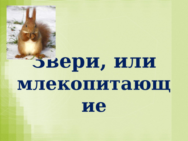 Звери, или  млекопитающие 