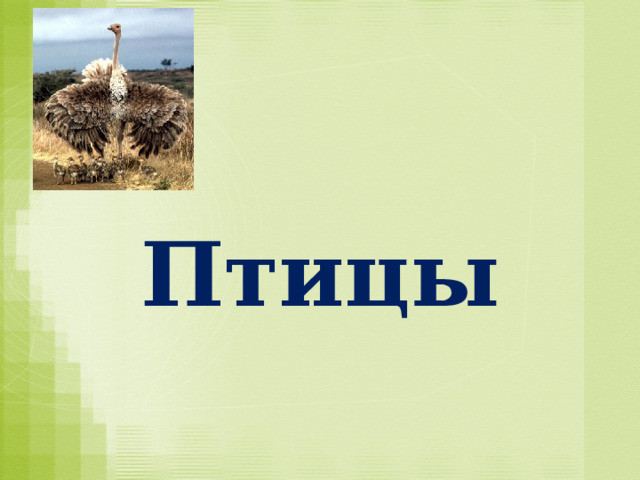 Птицы 