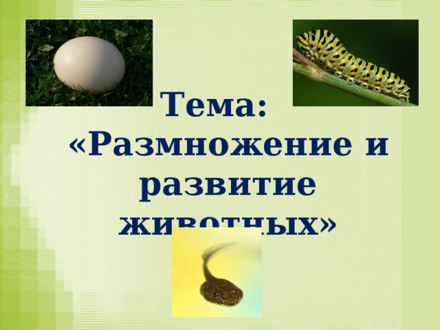 Тема:  «Размножение и развитие животных»   