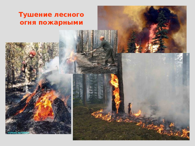 Тушение лесного огня пожарными 