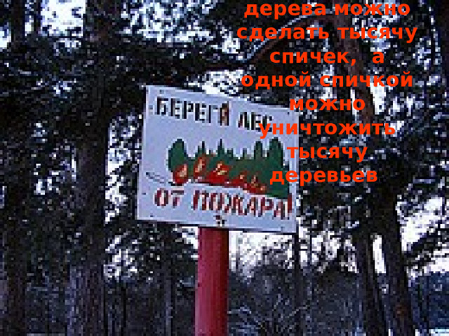 Из одного дерева можно сделать тысячу спичек, а одной спичкой можно уничтожить тысячу деревьев . 