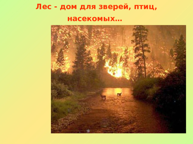 Лес - дом для зверей, птиц, насекомых…  