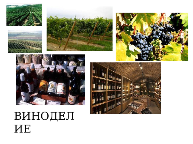 ВИНОДЕЛИЕ  