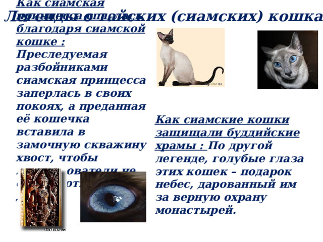 Как сиамская принцесса спаслась благодаря сиамской кошке : Преследуемая разбойниками сиамская принцесса заперлась в своих покоях, а преданная её кошечка вставила в замочную скважину хвост, чтобы преследователи не смогли отпереть дверь. Легенды о тайских (сиамских) кошках. Как сиамские кошки защищали буддийские храмы : По другой легенде, голубые глаза этих кошек – подарок небес, дарованный им за верную охрану монастырей.  