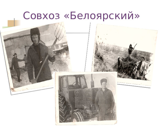 Совхоз «Белоярский» 