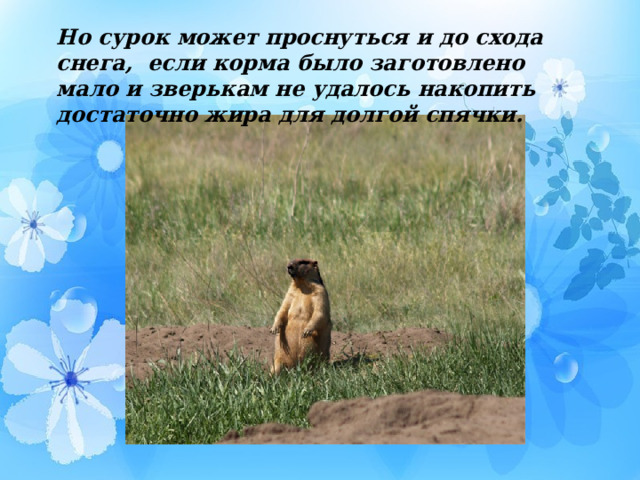 Но сурок может проснуться и до схода снега, если корма было заготовлено мало и зверькам не удалось накопить достаточно жира для долгой спячки. 