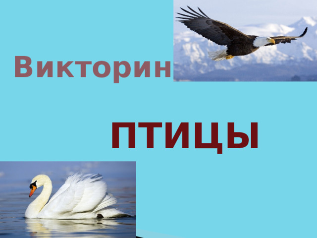 Викторина ПТИЦЫ  