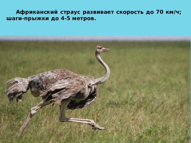 Африканский страус развивает скорость до 70 км/ч; шаги-прыжки до 4-5 метров. 