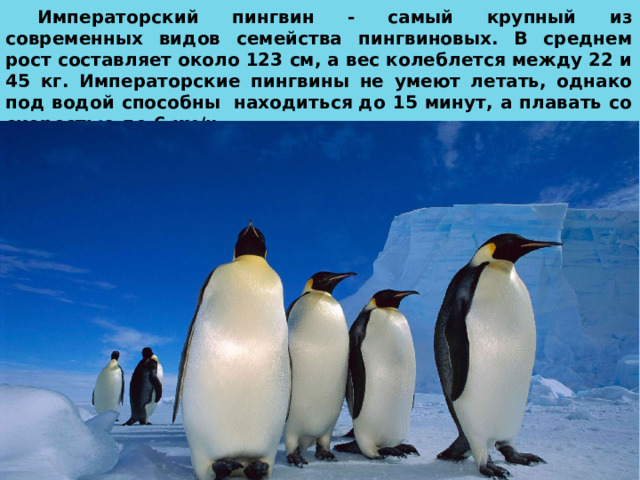 Императорский пингвин - самый крупный из современных видов семейства пингвиновых. В среднем рост составляет около 123 см, а вес колеблется между 22 и 45 кг. Императорские пингвины не умеют летать, однако под водой способны  находиться до 15 минут, а плавать со скоростью до 6 км/ч. 